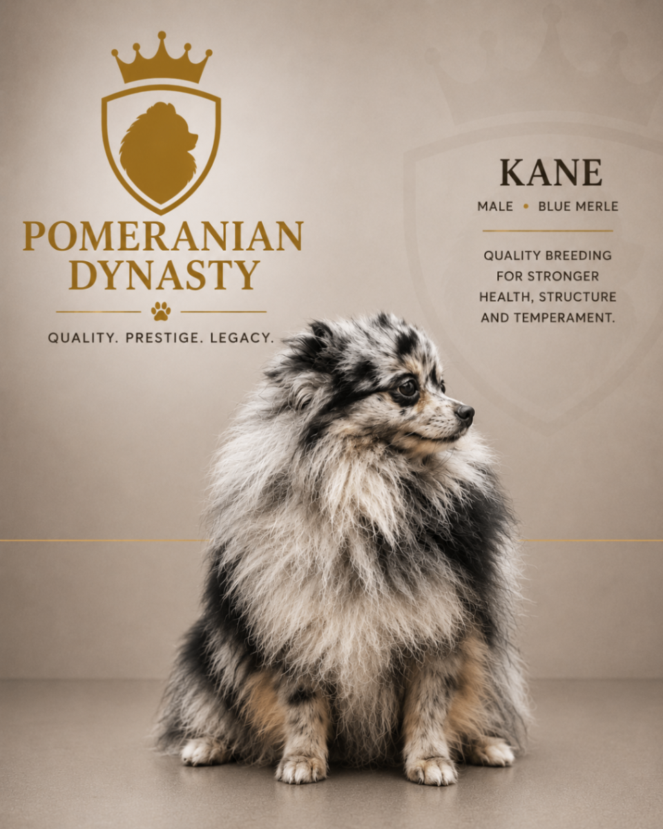 Kane, Blue Merle Pomeranian