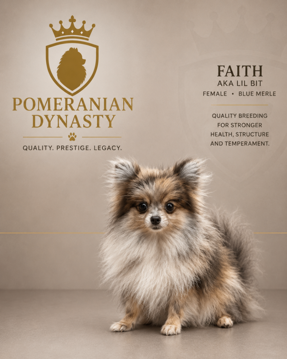 Faith, Blue Merle Pomeranian