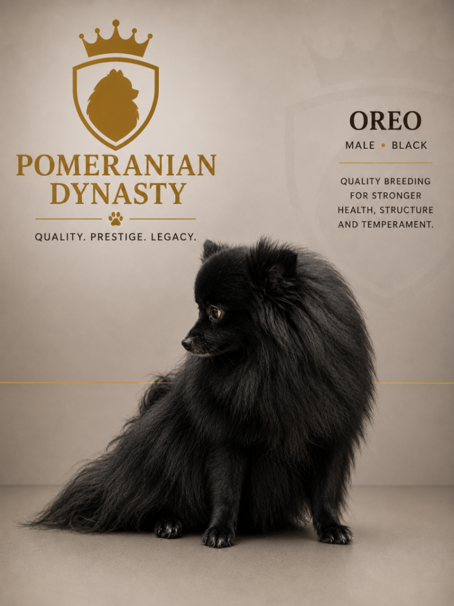 Oreo, Black Pomeranian