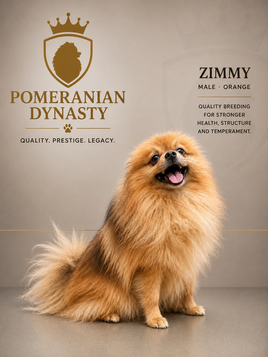Zimmy, Orange Pomeranian