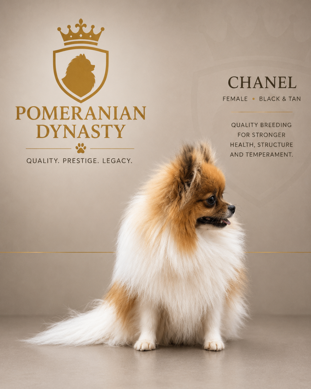 Chanel, Black & Tan Pomeranian