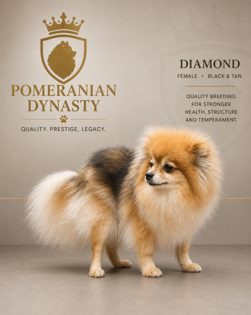 Diamond, Black & Tan Pomeranian